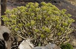 2015 Sept 27 Gran Canaria Tour with Luis 248